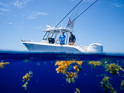 Split-level photo of a Pursuit boat with two men standing on the deck above the waterline and clusters of floating sargassum seaweed visible underwater below.