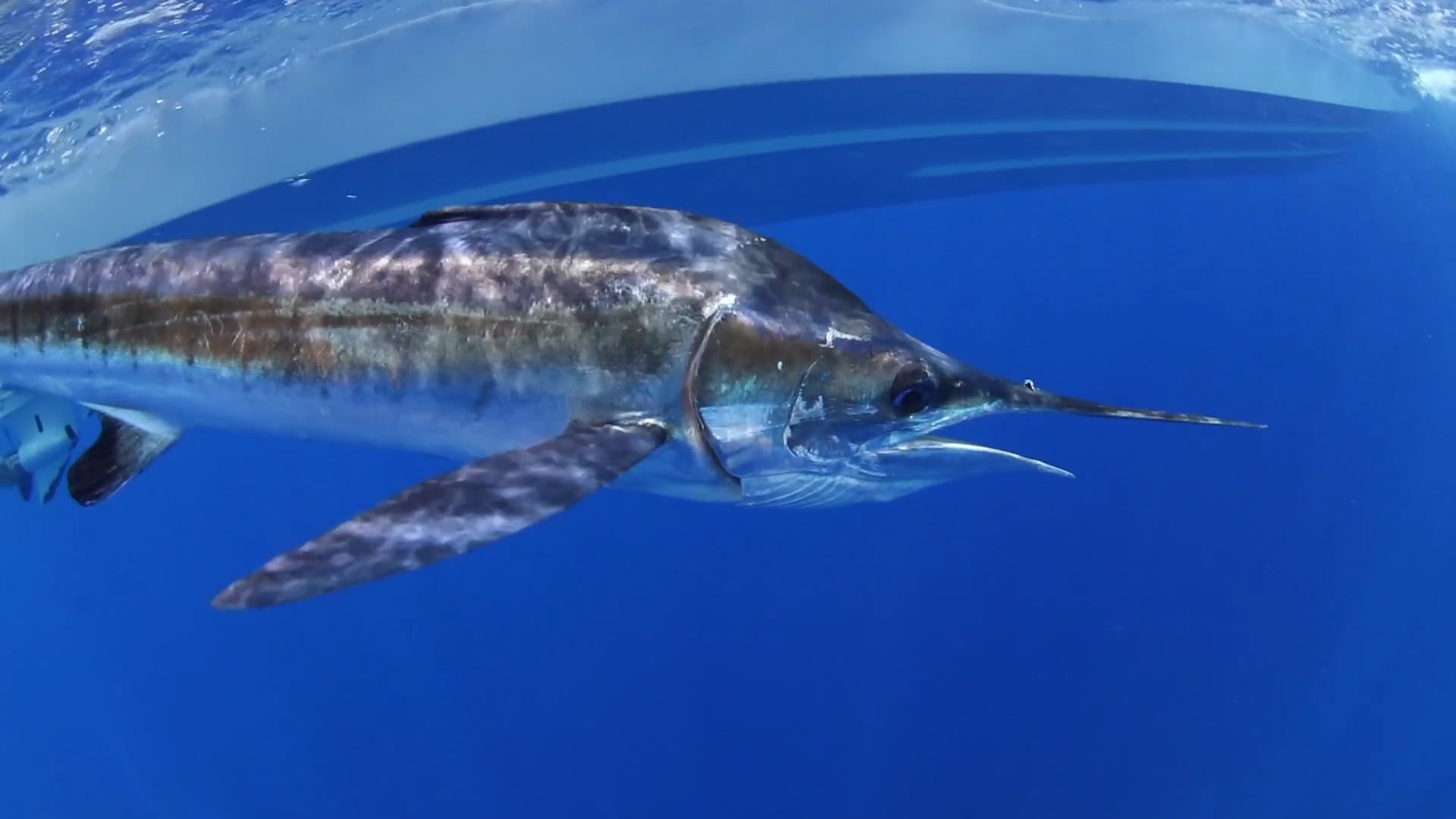 Closeup of marlin with underside of Pursuit boat in background.